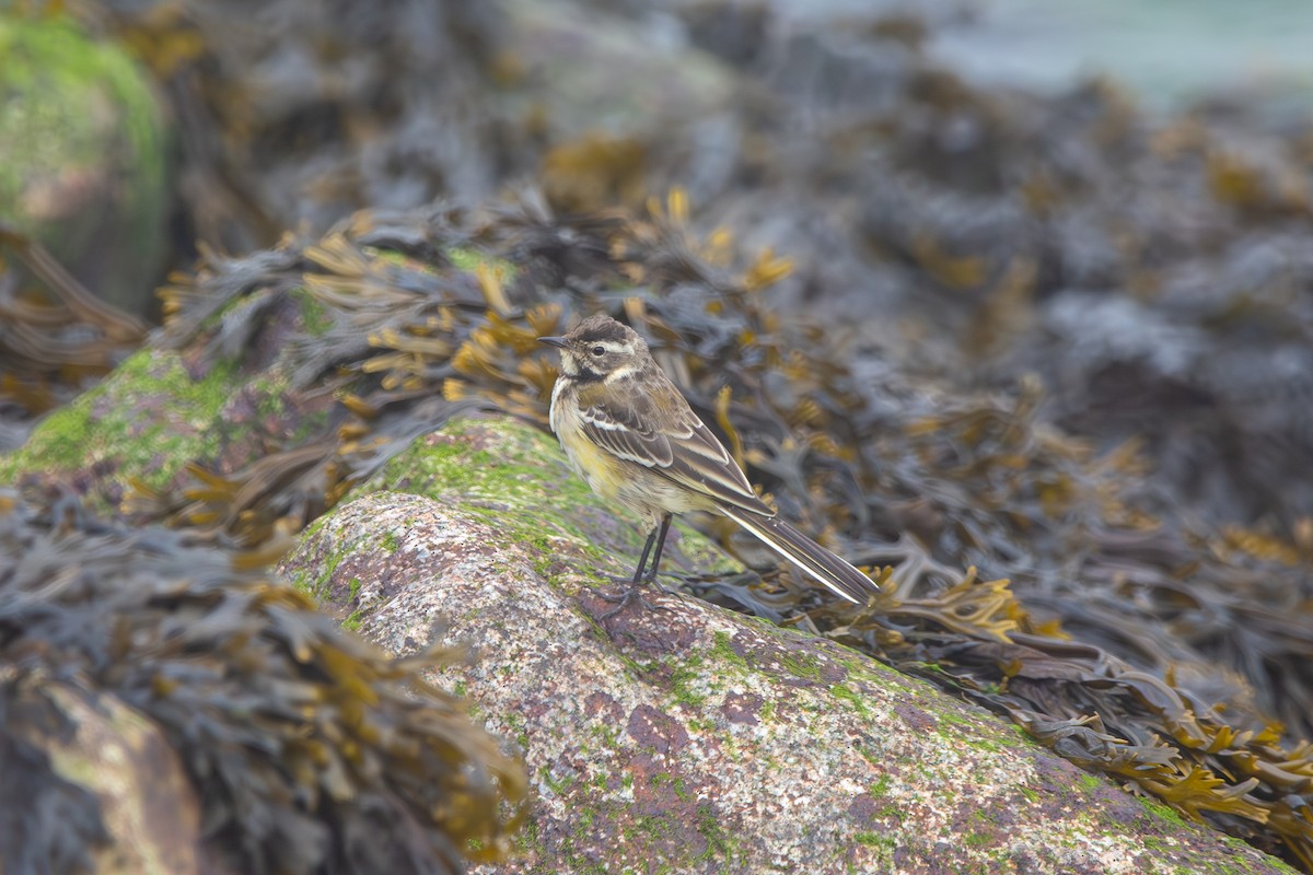 Western Yellow Wagtail - ML644760707