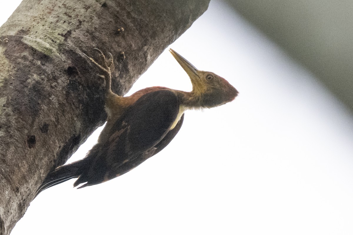 Orange-backed Woodpecker - ML644760713