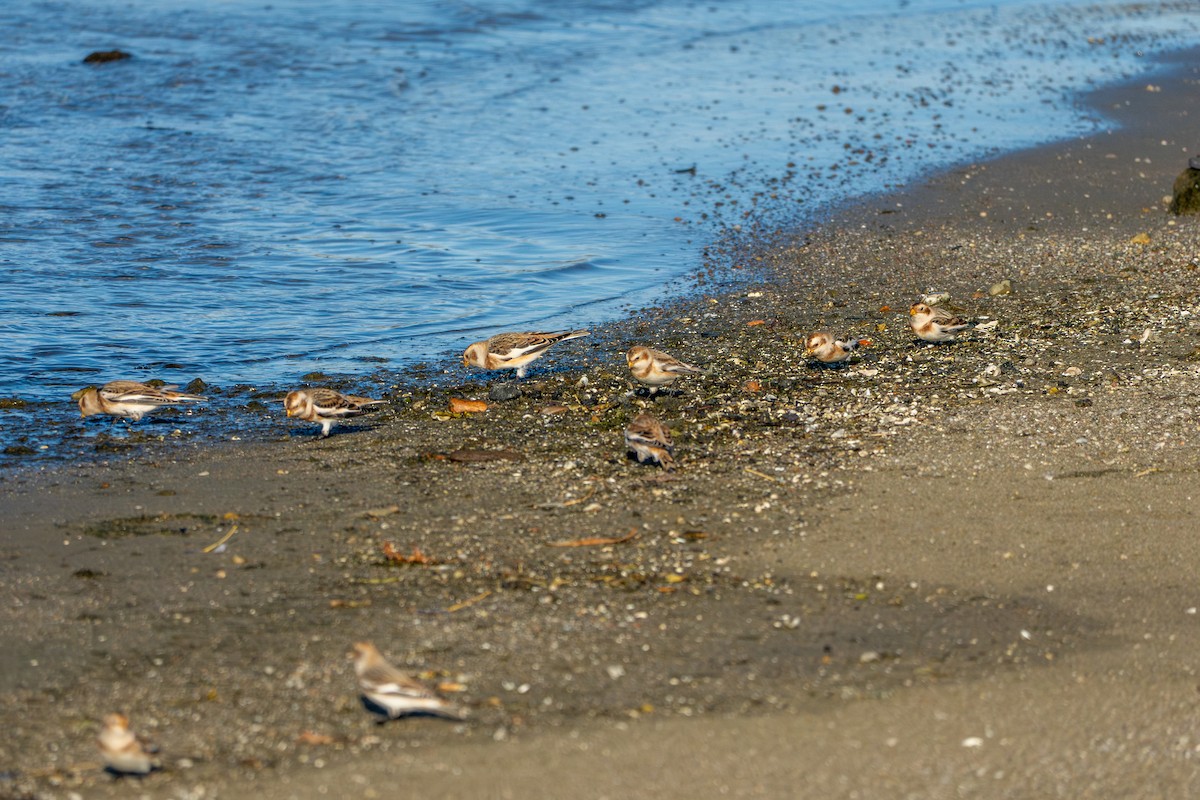 Snow Bunting - ML644760722