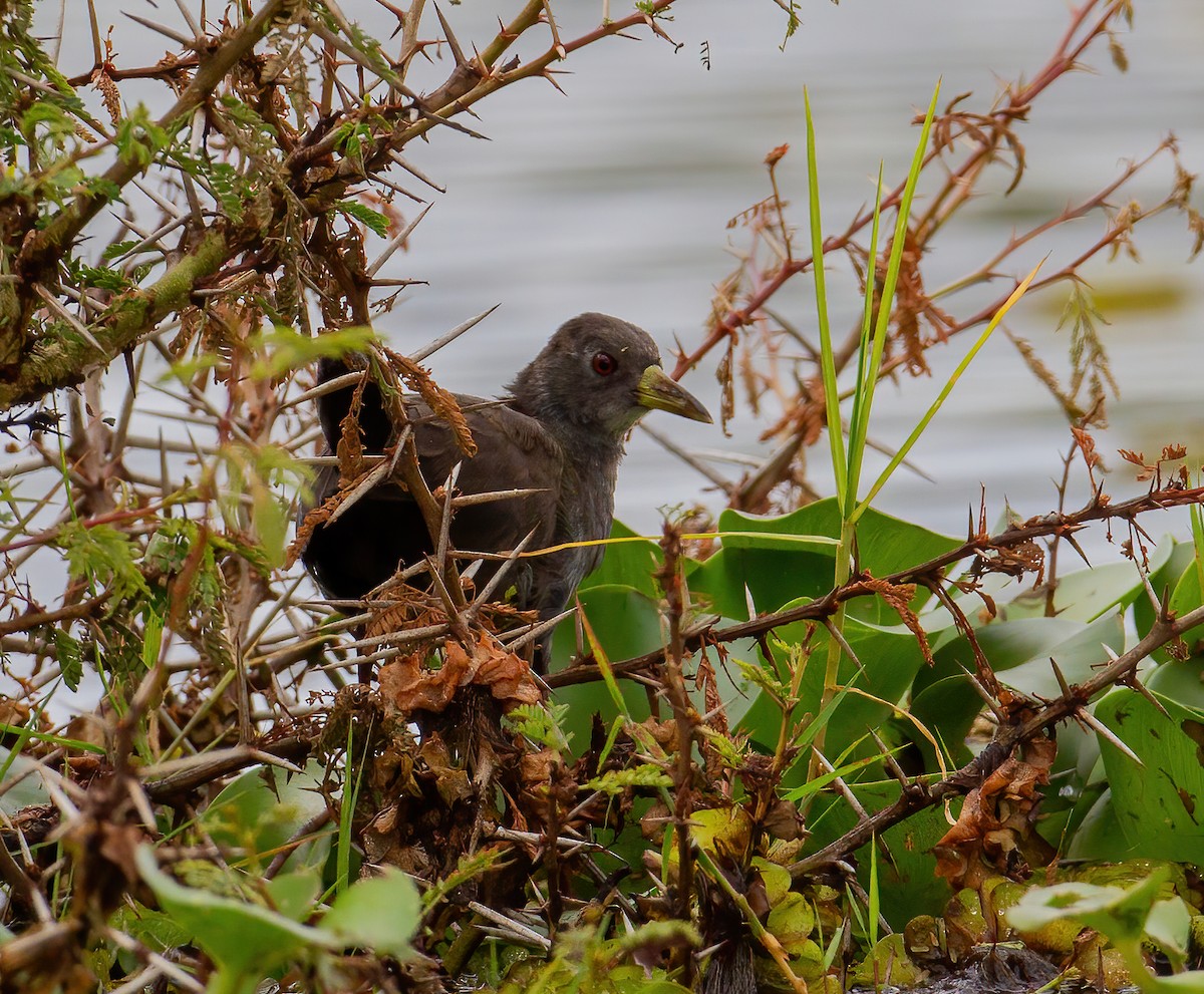 svartrikse - ML644760733