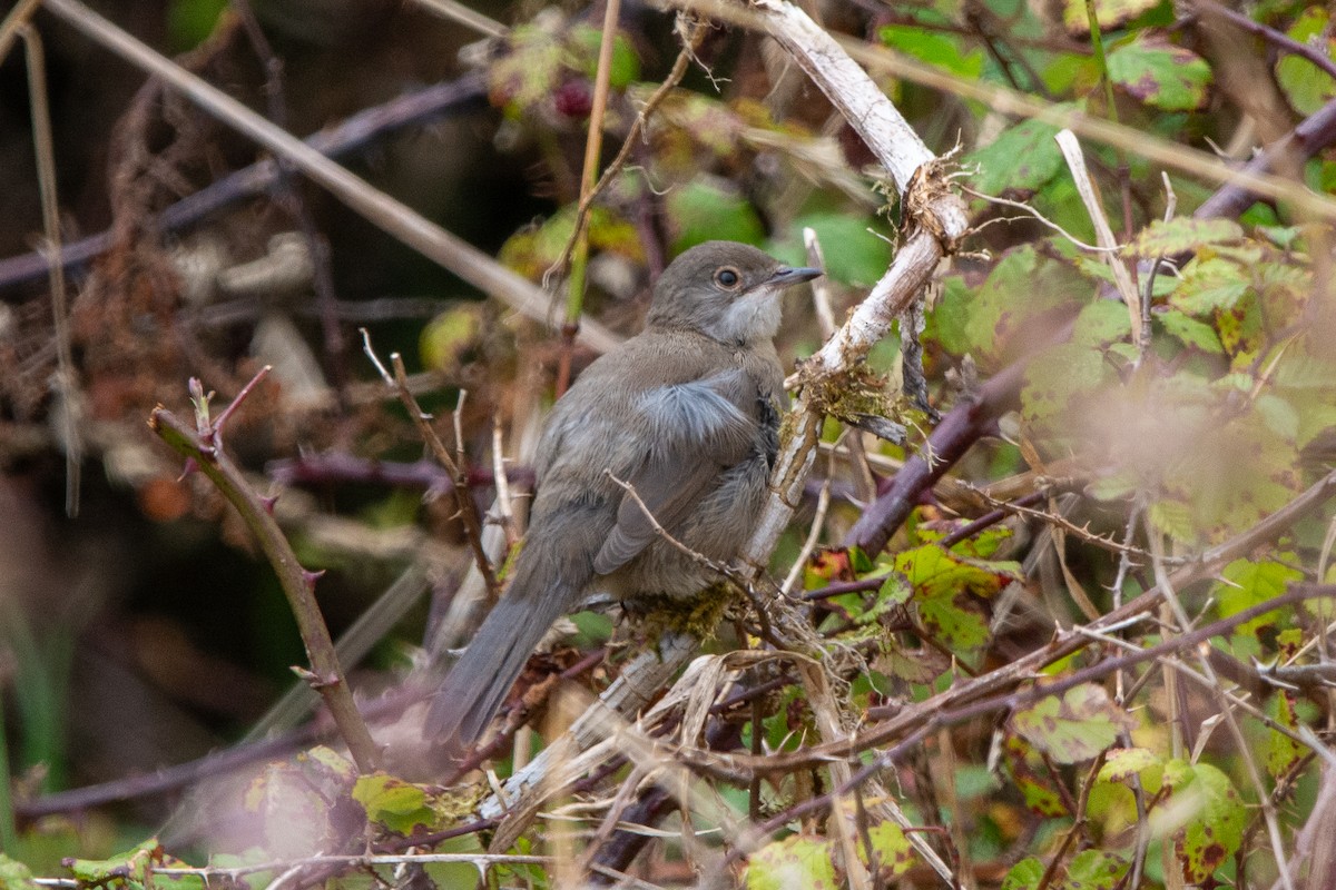 Sardinian Warbler - ML644760734