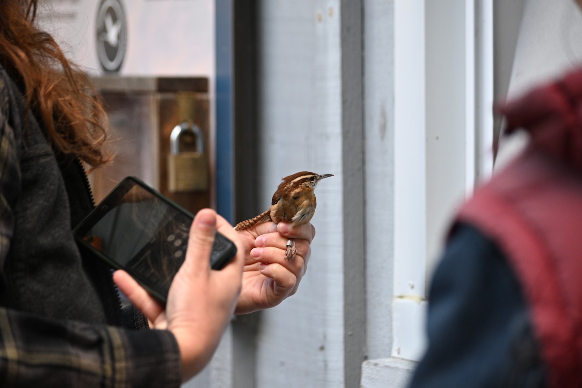 チャバラマユミソサザイ - ML644760738