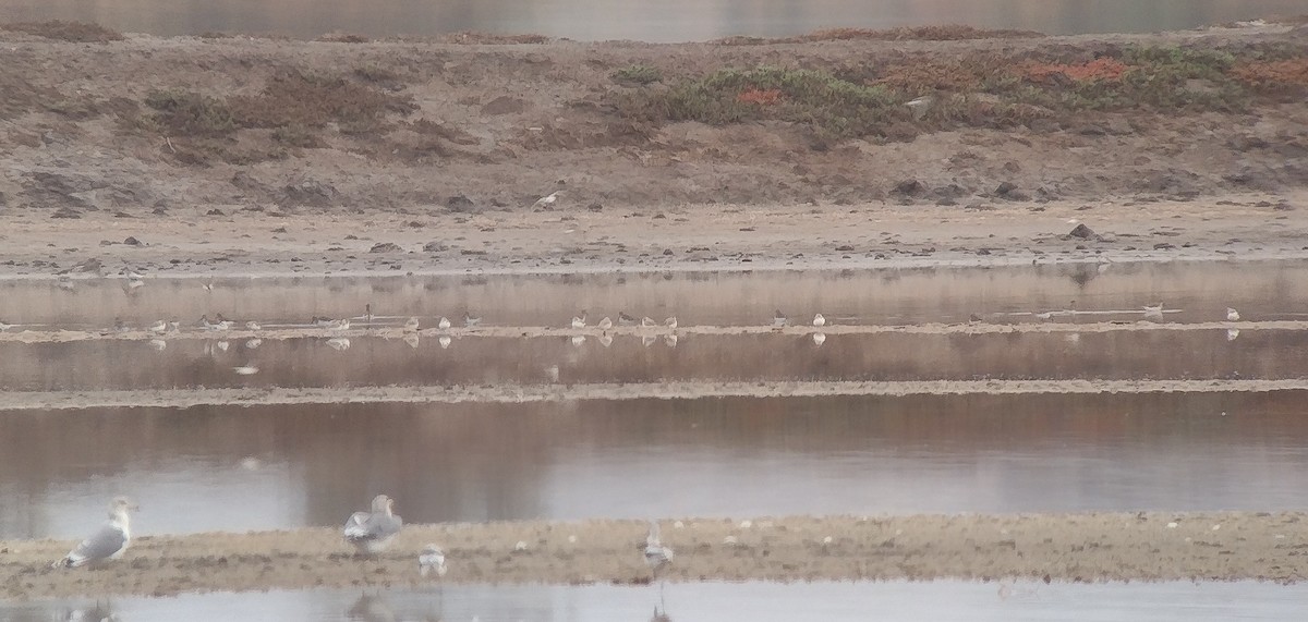 Бледный зуёк - ML644760740