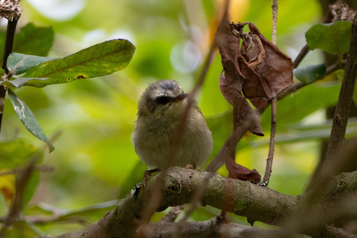 Common Firecrest - ML644760751