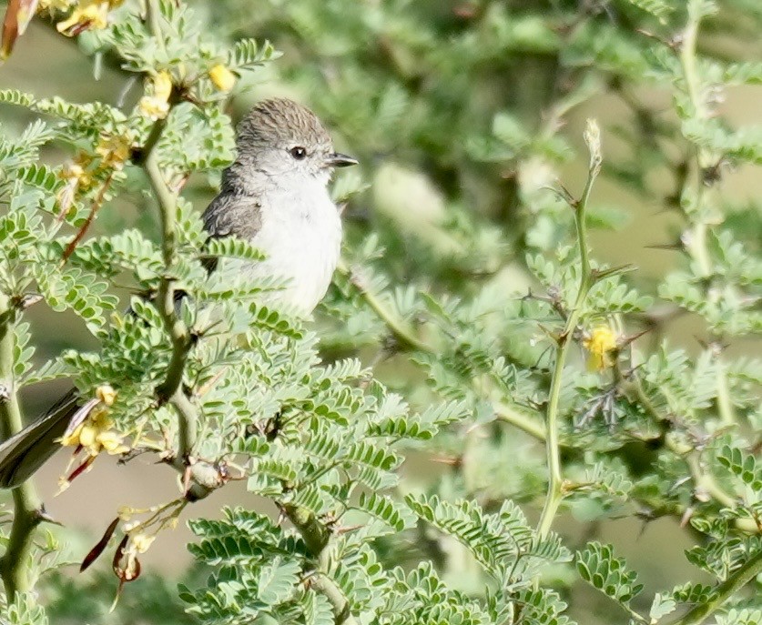 Southern Scrub-Flycatcher - ML644760761