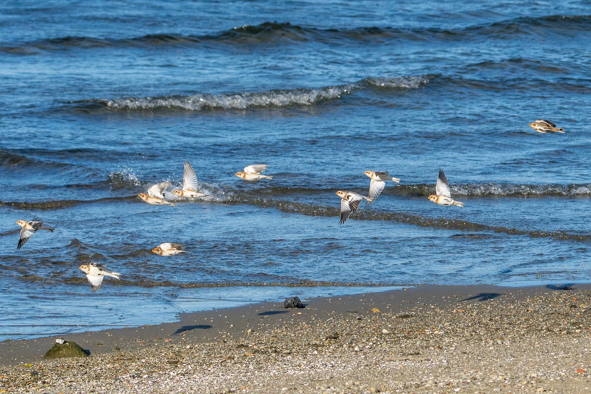 Snow Bunting - ML644760762