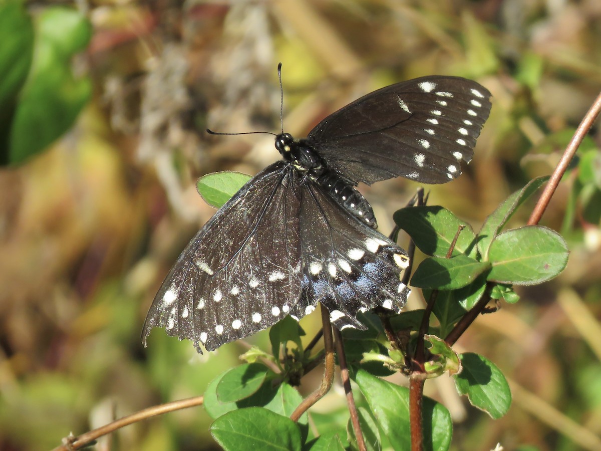 Black Swallowtail - ML644760765