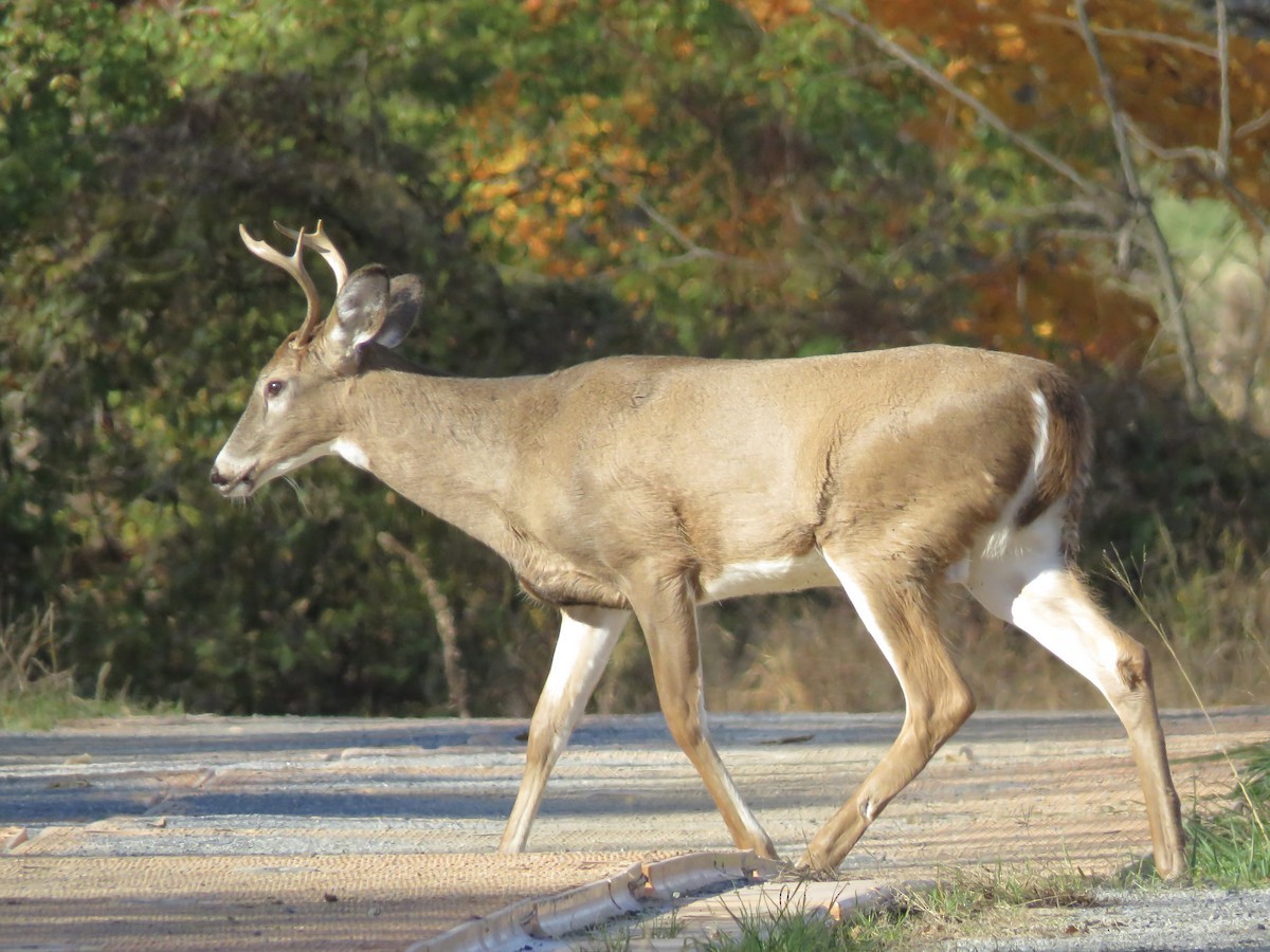 White-tailed Deer - ML644760766
