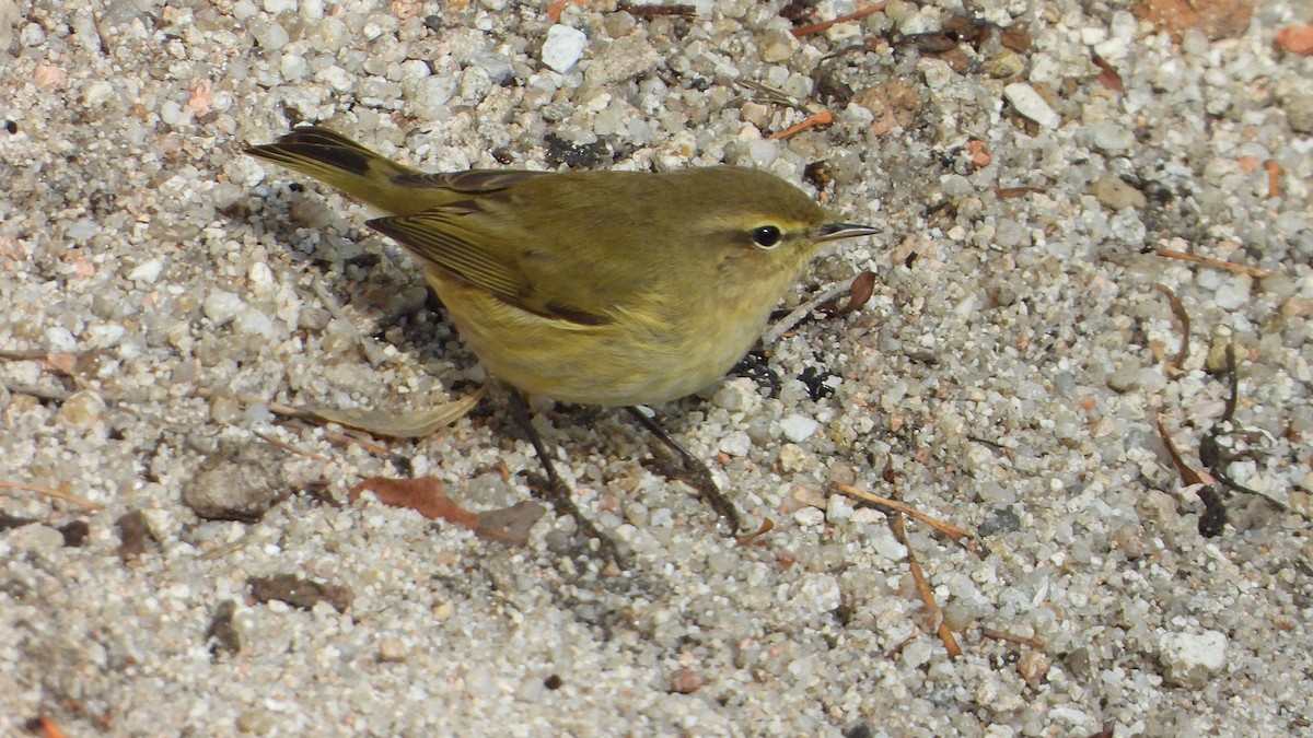 Mosquitero Común - ML644760768