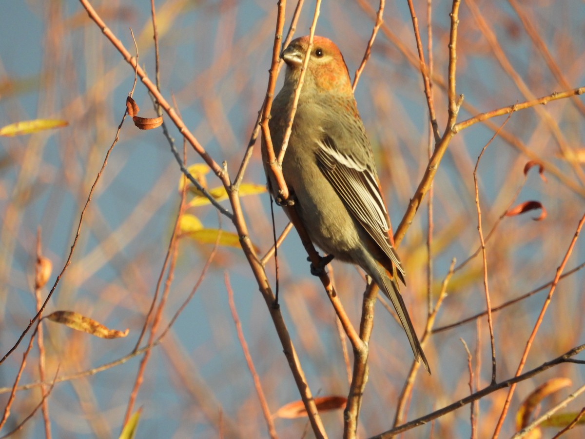 Pine Grosbeak - ML644760782