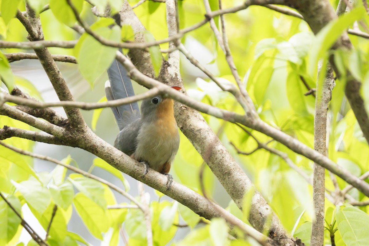 Red-billed Malkoha - ML644760786