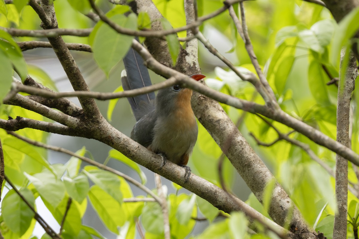 Red-billed Malkoha - ML644760787
