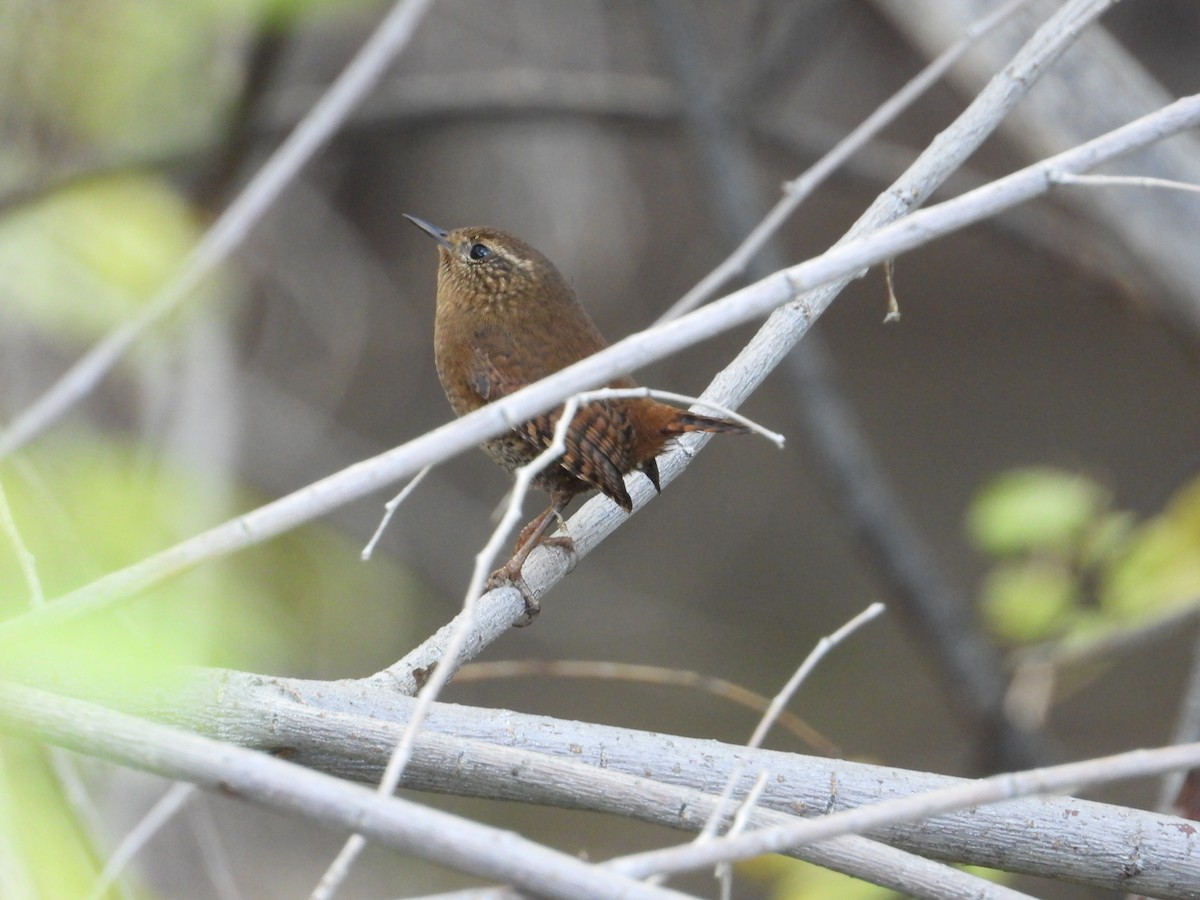 Pacific Wren - ML644760799