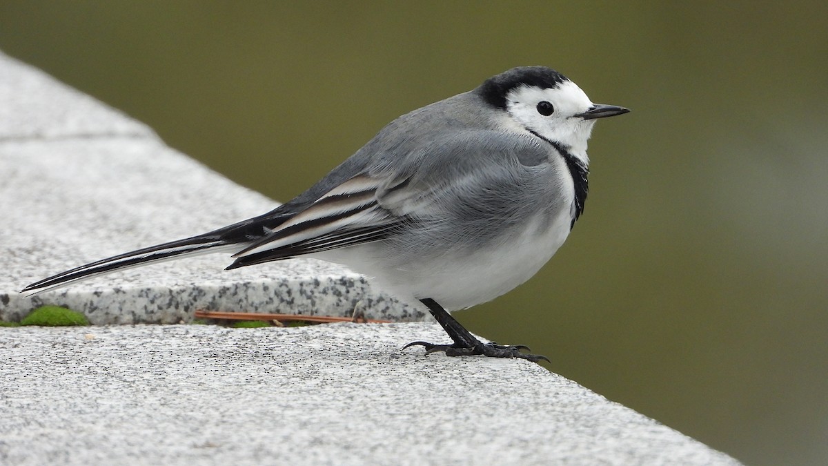 נחליאלי לבן - ML644760802