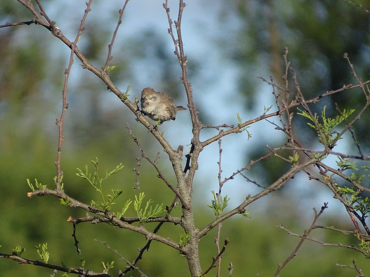 Short-billed Canastero - ML644760803