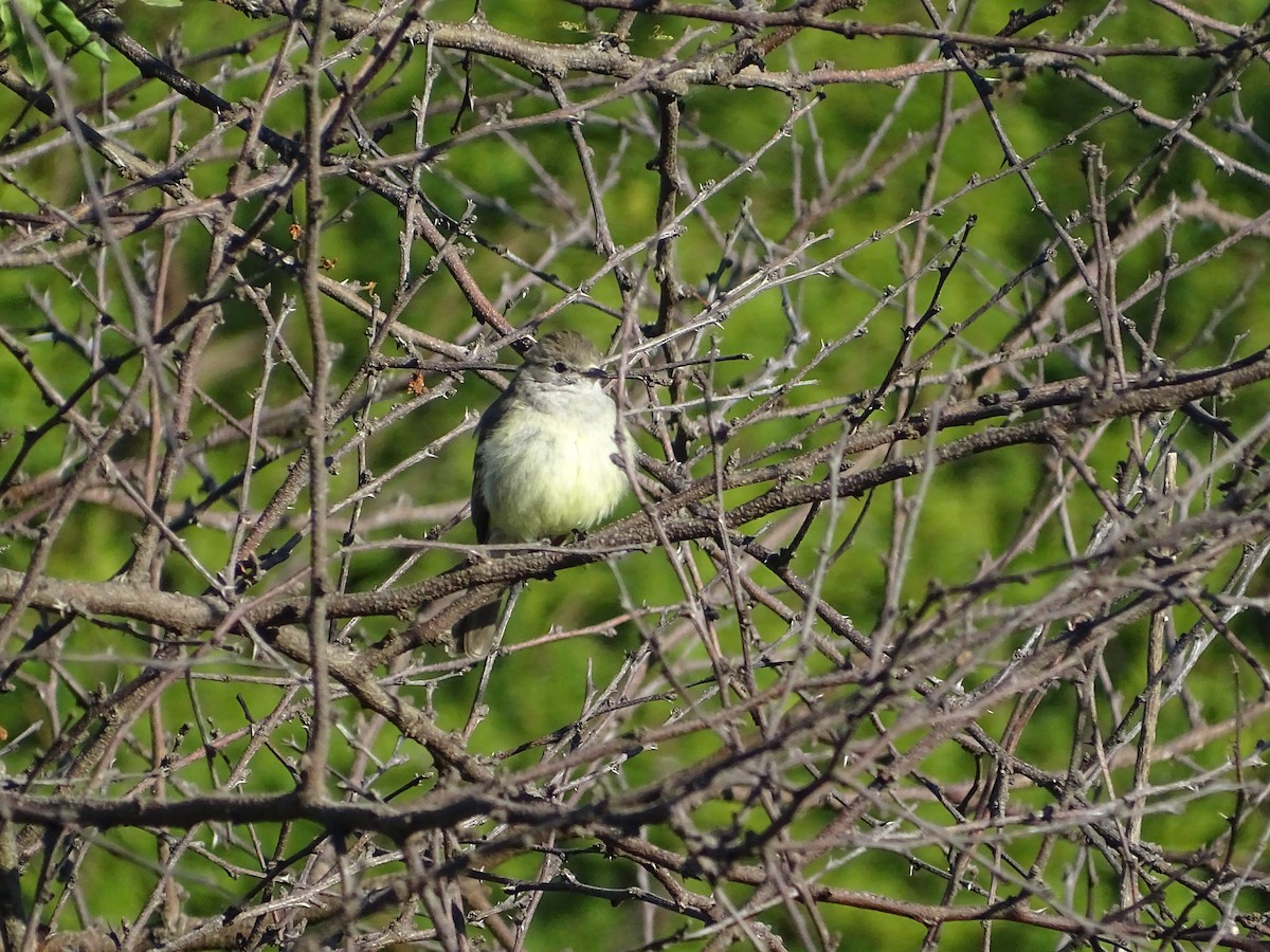 Southern Scrub-Flycatcher - ML644760804