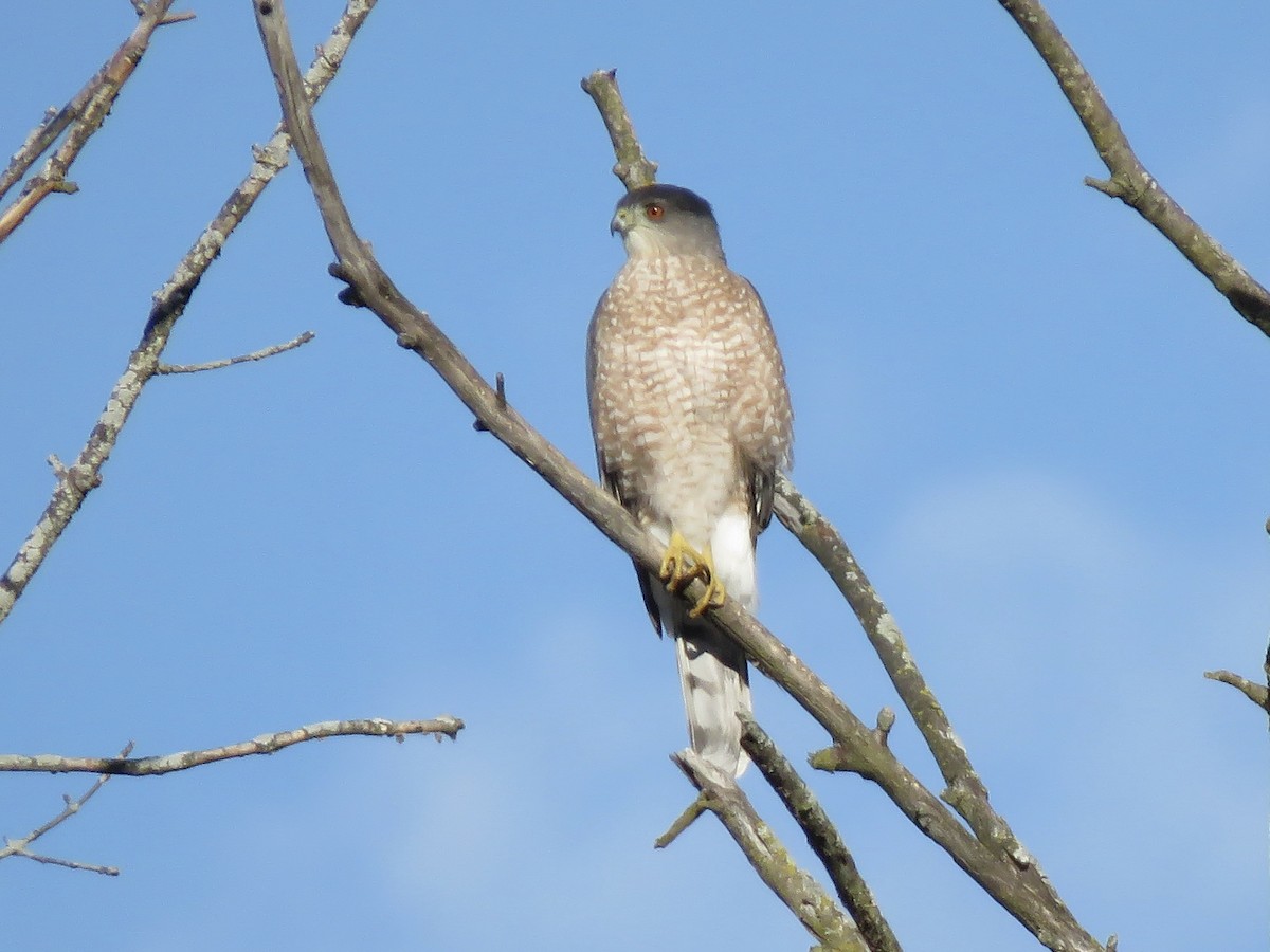 Cooper's Hawk - ML644760806