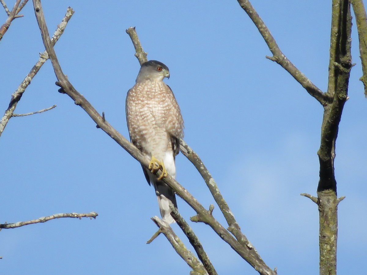 Cooper's Hawk - ML644760807