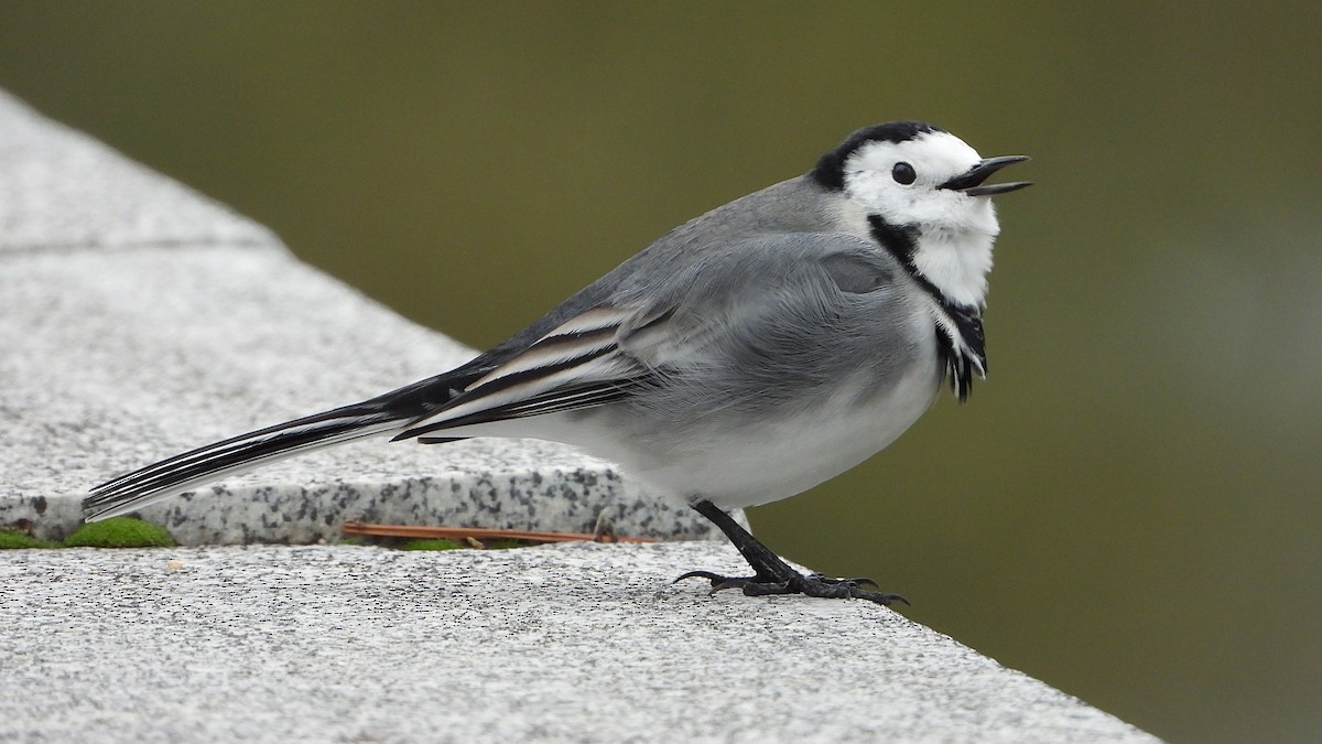 נחליאלי לבן - ML644760810