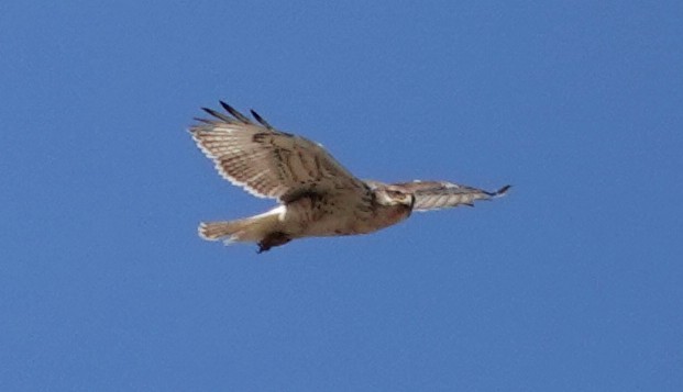 Ferruginous Hawk - ML644760811