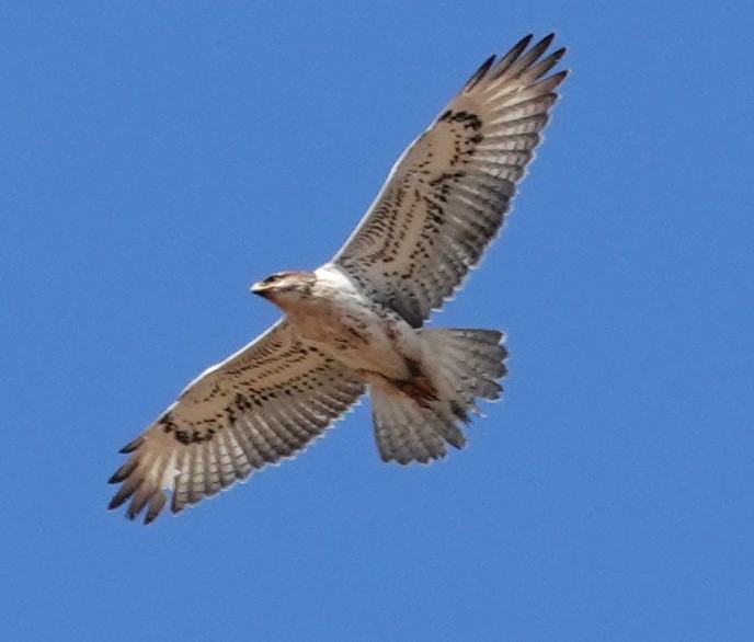 Ferruginous Hawk - ML644760812