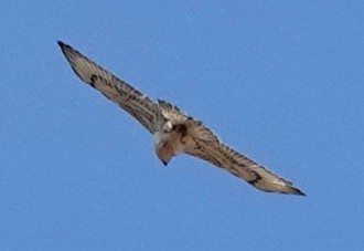 Ferruginous Hawk - ML644760813