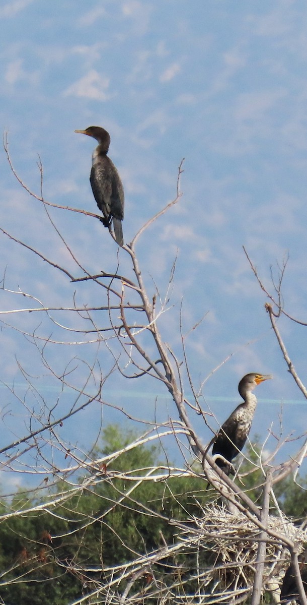 Double-crested Cormorant - ML644760815