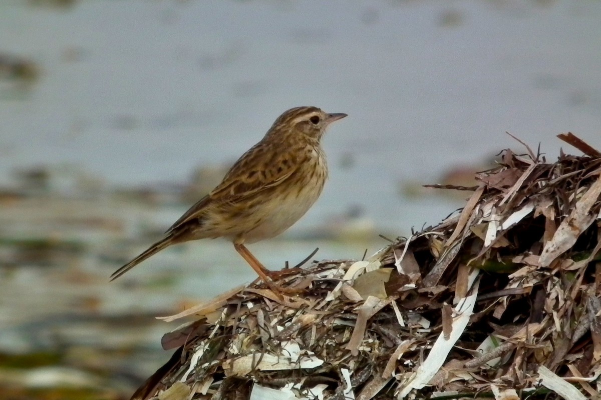 Australian Pipit - ML644760818