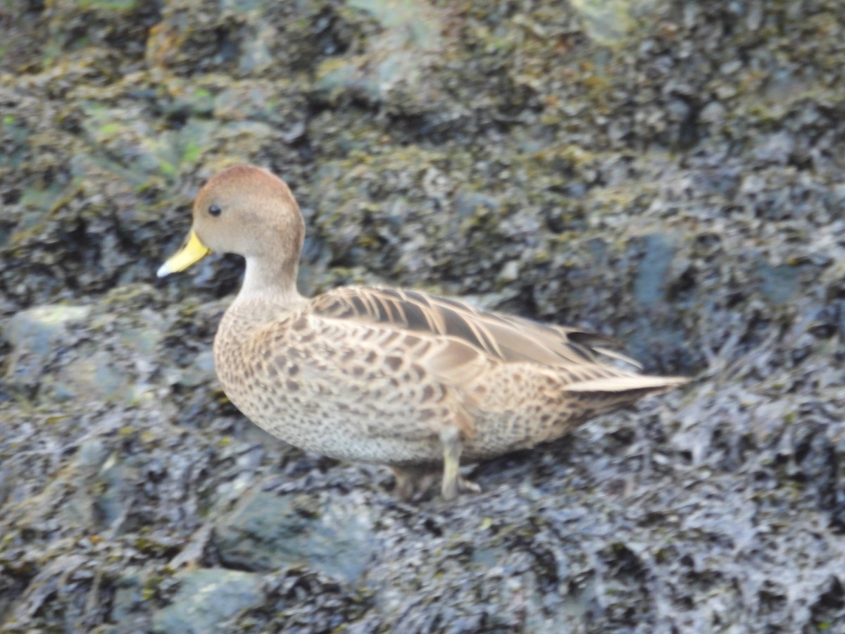 Шилохвіст жовтодзьобий (підвид georgica) - ML644760820