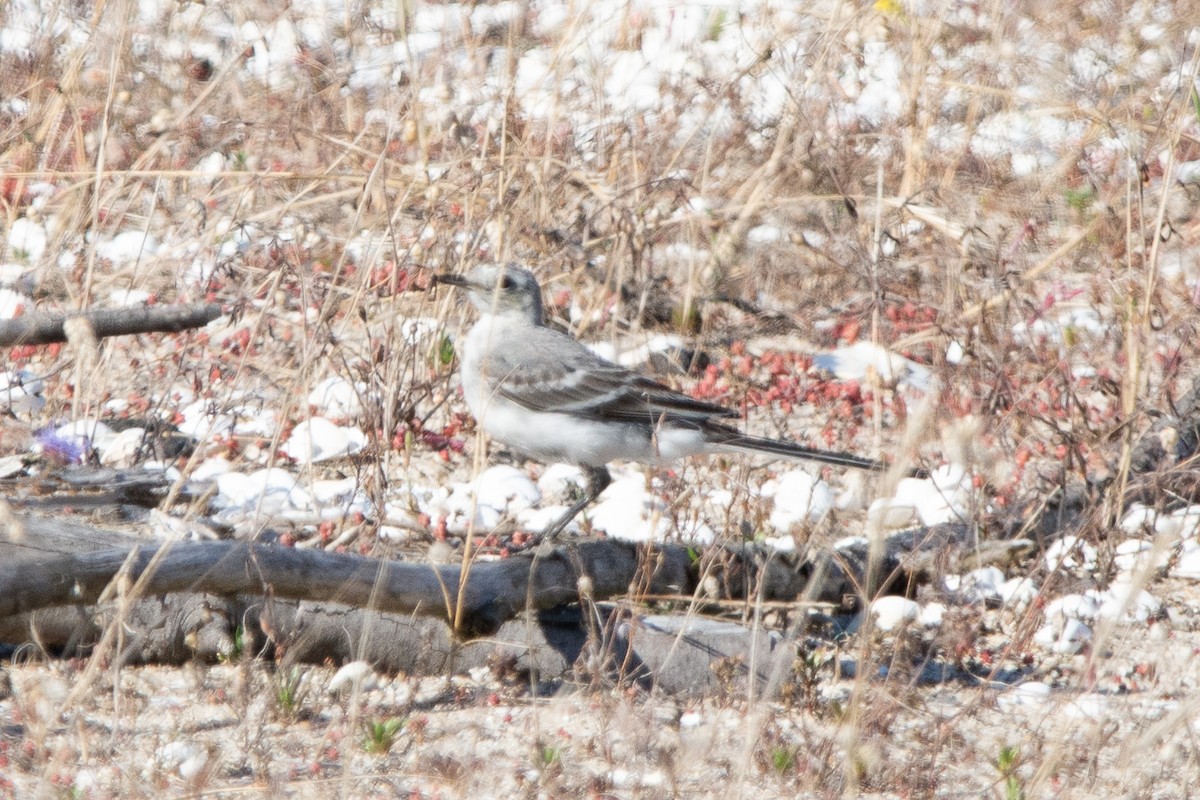 נחליאלי לבן - ML644760826