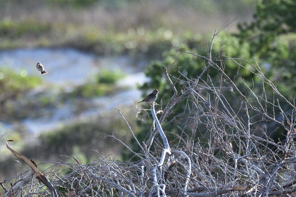 Chingolo Sabanero - ML644760842