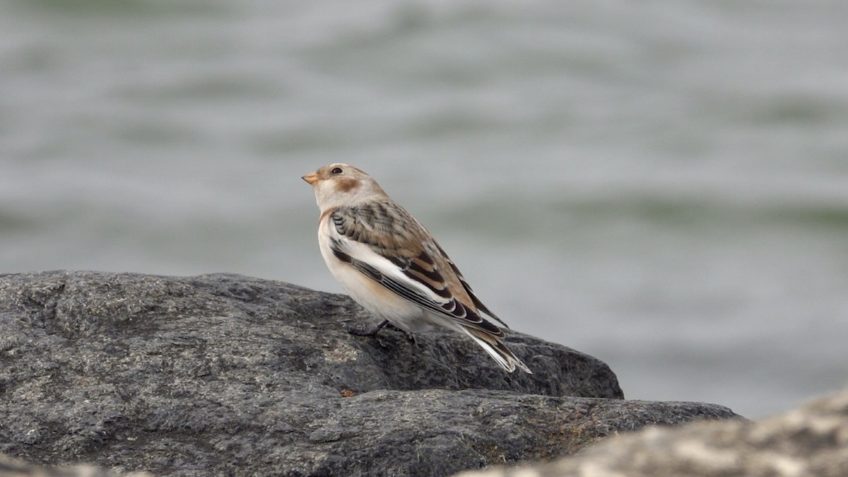 Snow Bunting - ML644760846