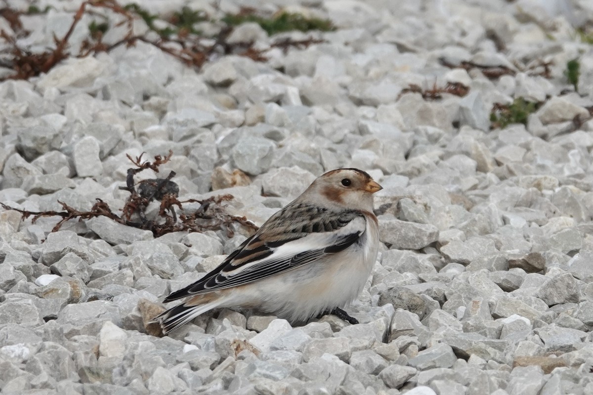 Snow Bunting - ML644760847