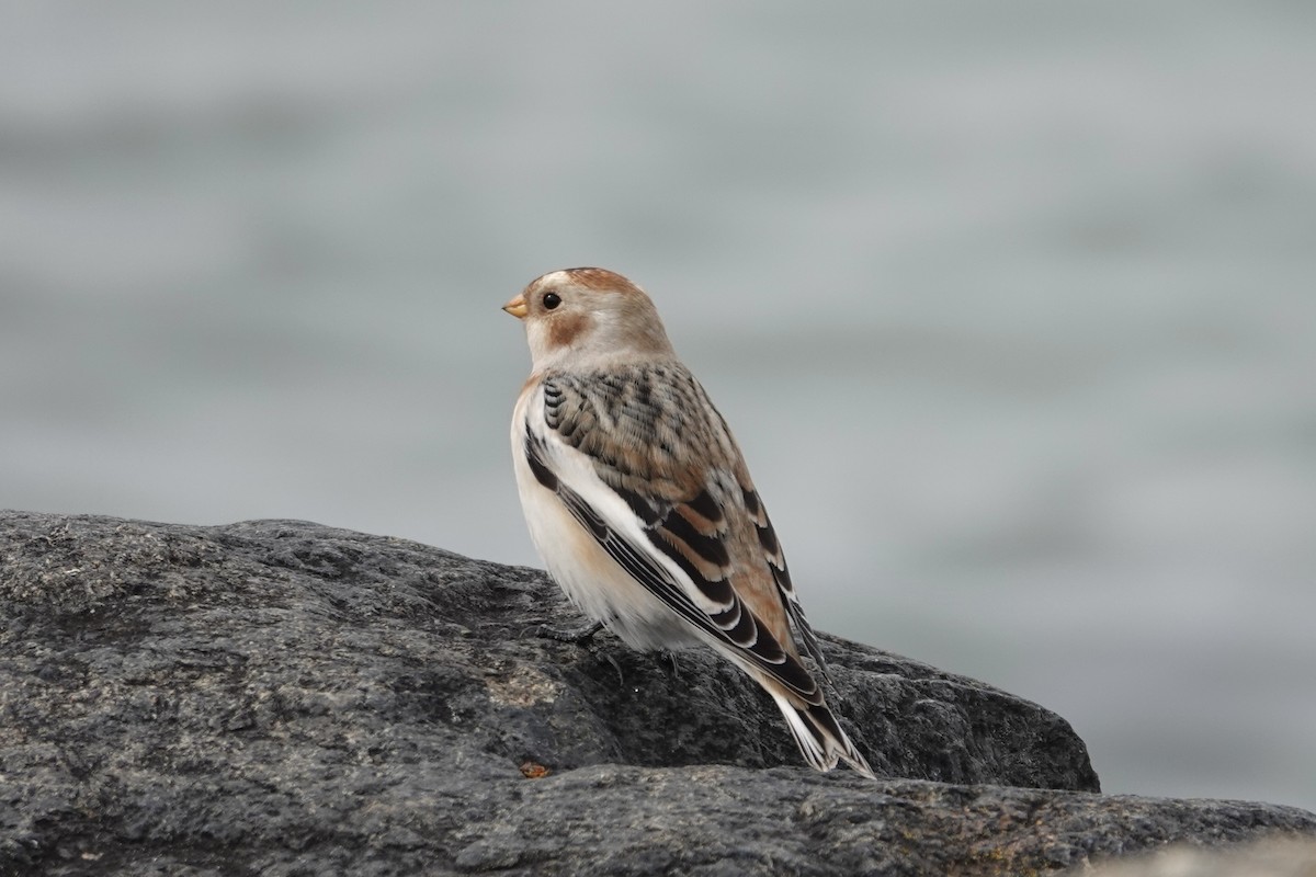 Snow Bunting - ML644760848