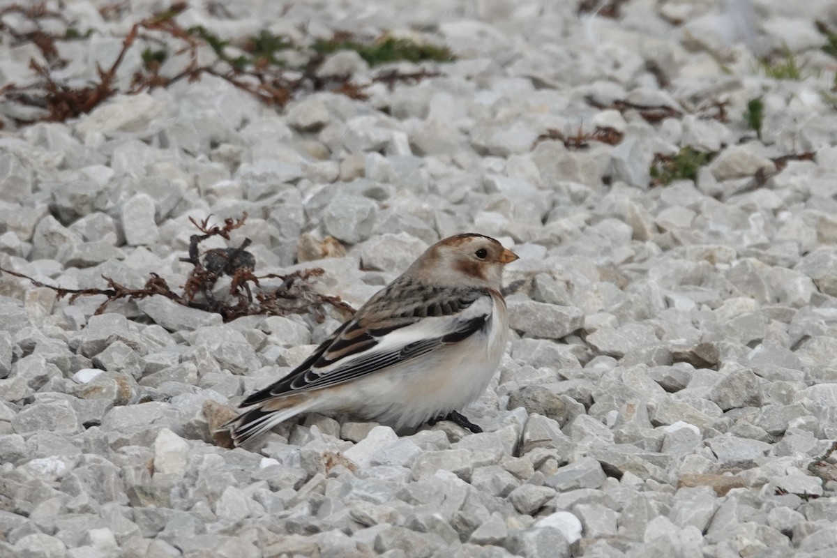Snow Bunting - ML644760849