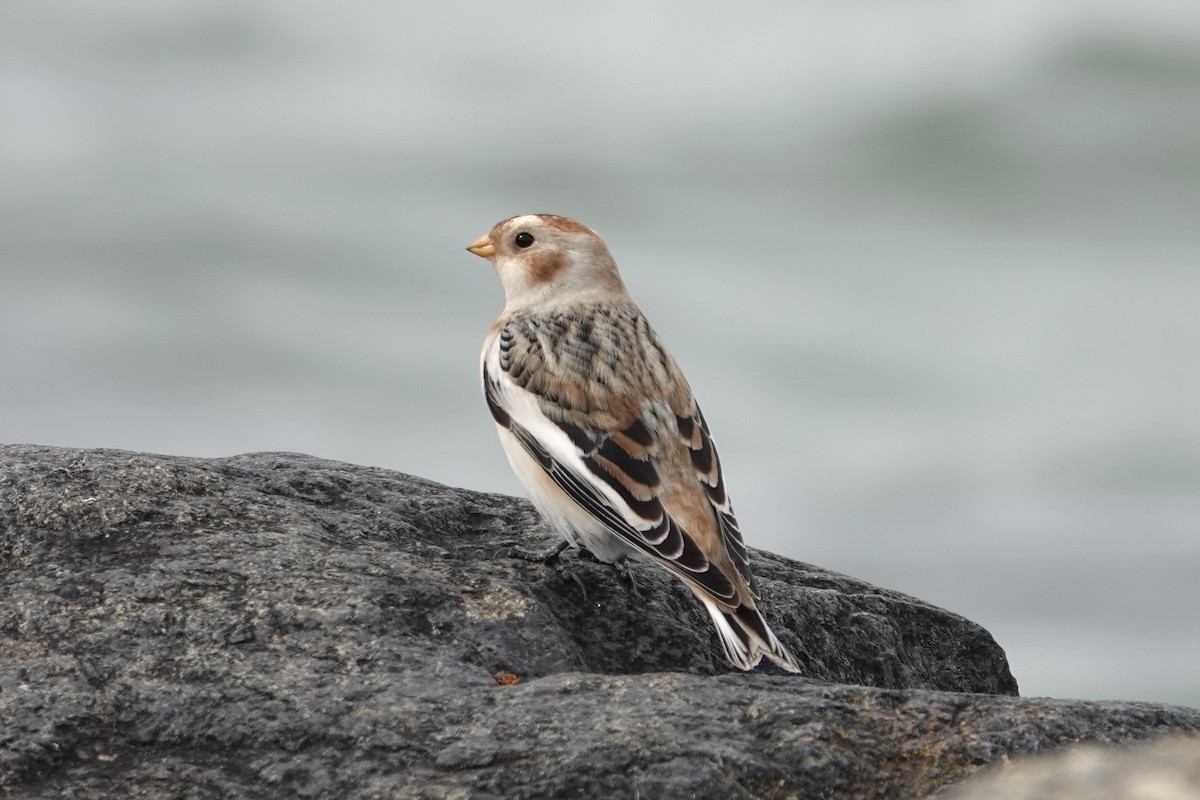 Snow Bunting - ML644760850