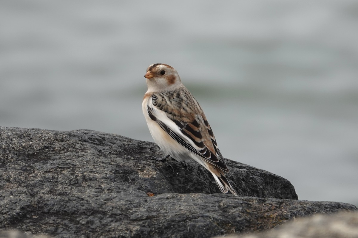 Snow Bunting - ML644760851