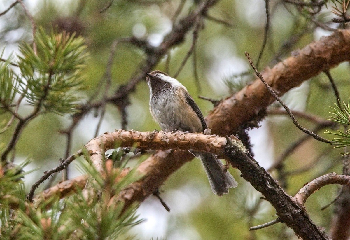 Gray-headed Chickadee - ML644760877