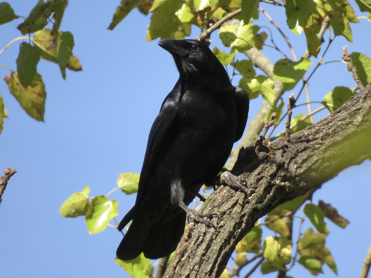 American Crow - ML644760881