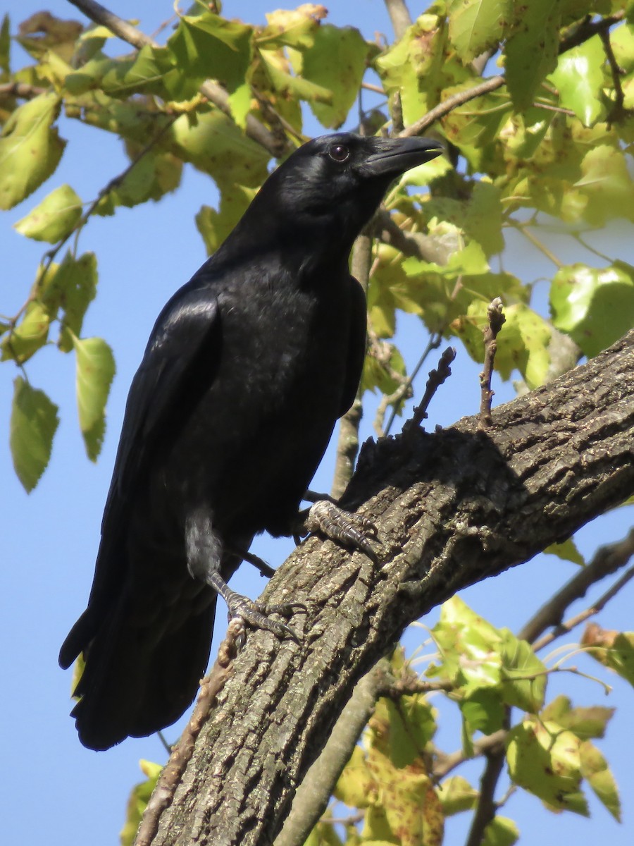 American Crow - ML644760882