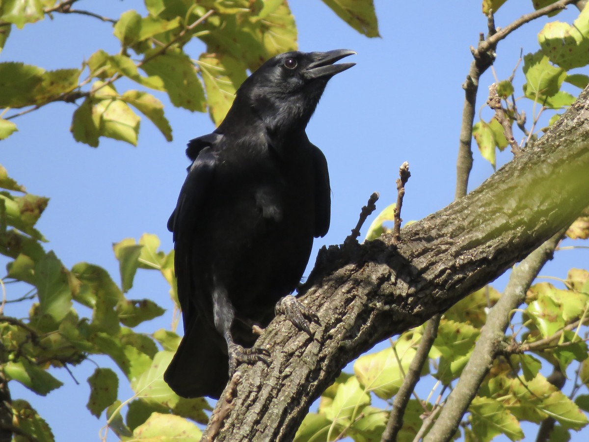 American Crow - ML644760883
