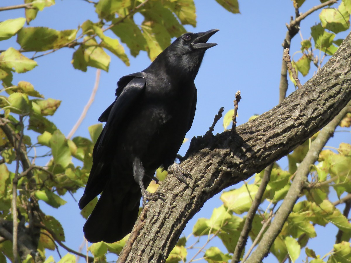 American Crow - ML644760884