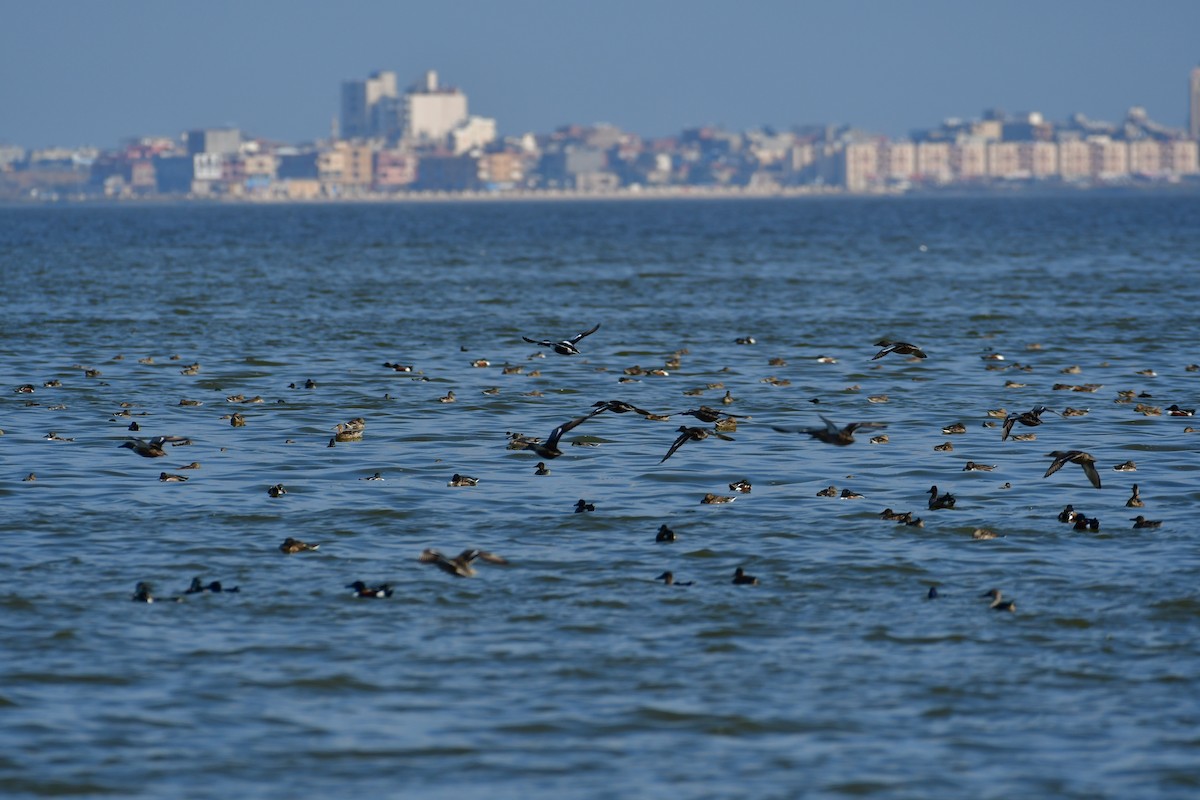 Canard souchet - ML644760890