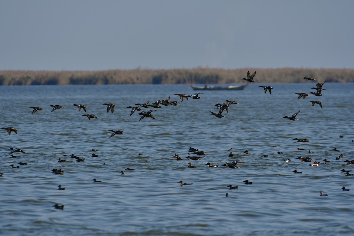 Canard souchet - ML644760891