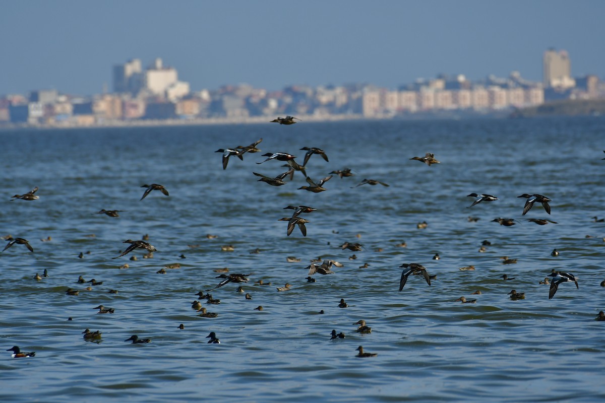 Canard souchet - ML644760892