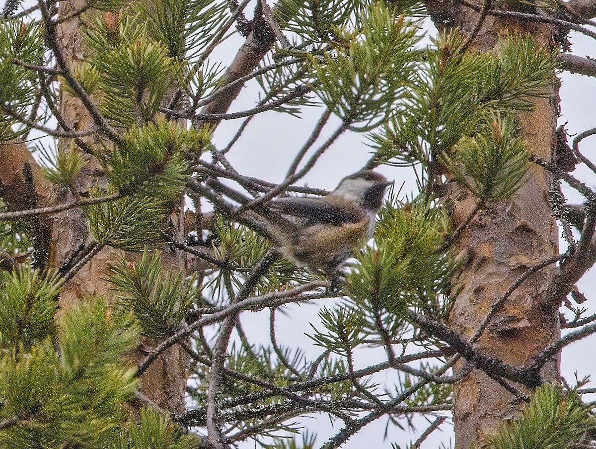 Gray-headed Chickadee - ML644760893