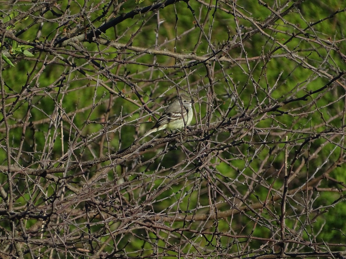 Southern Scrub-Flycatcher - ML644760901