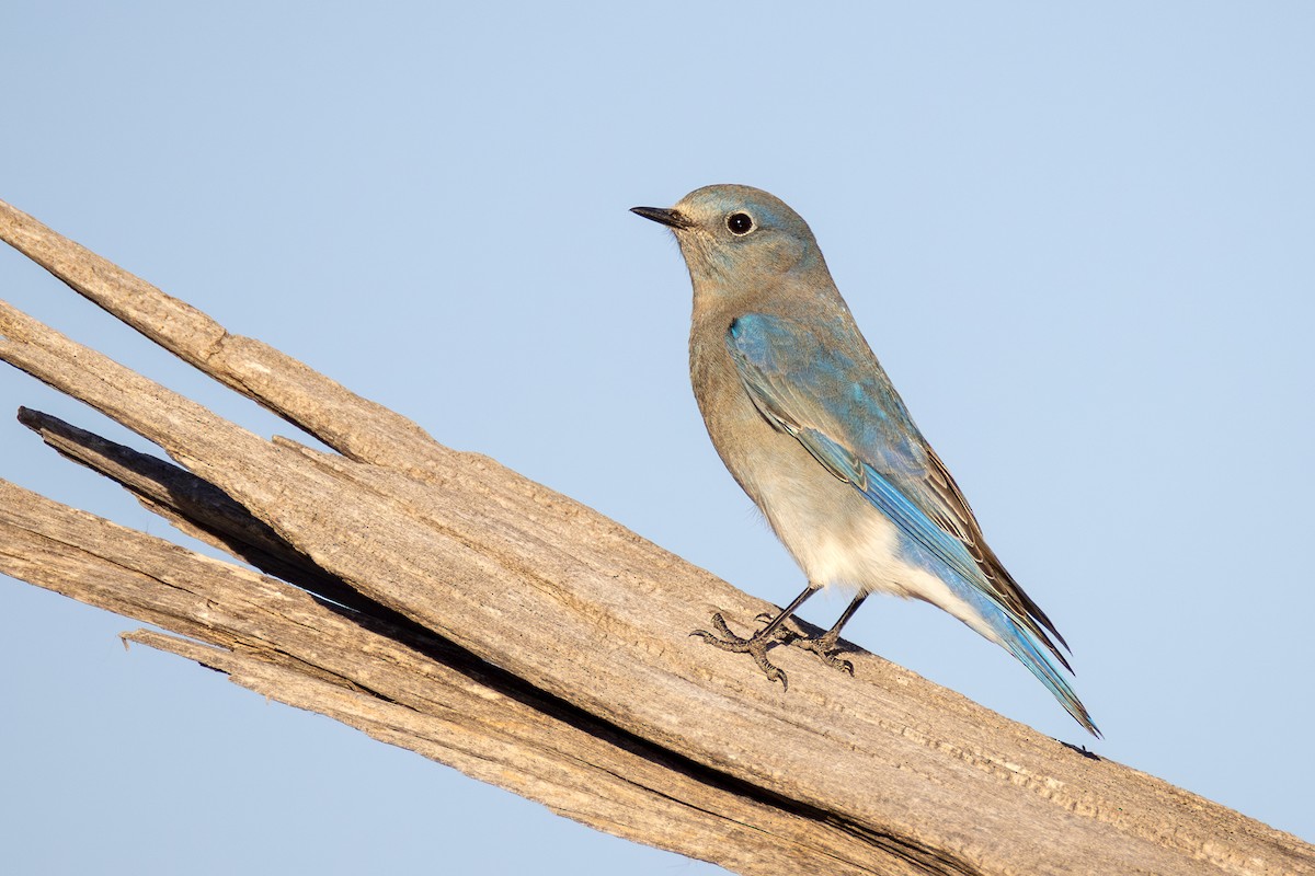 salašník horský - ML644760912