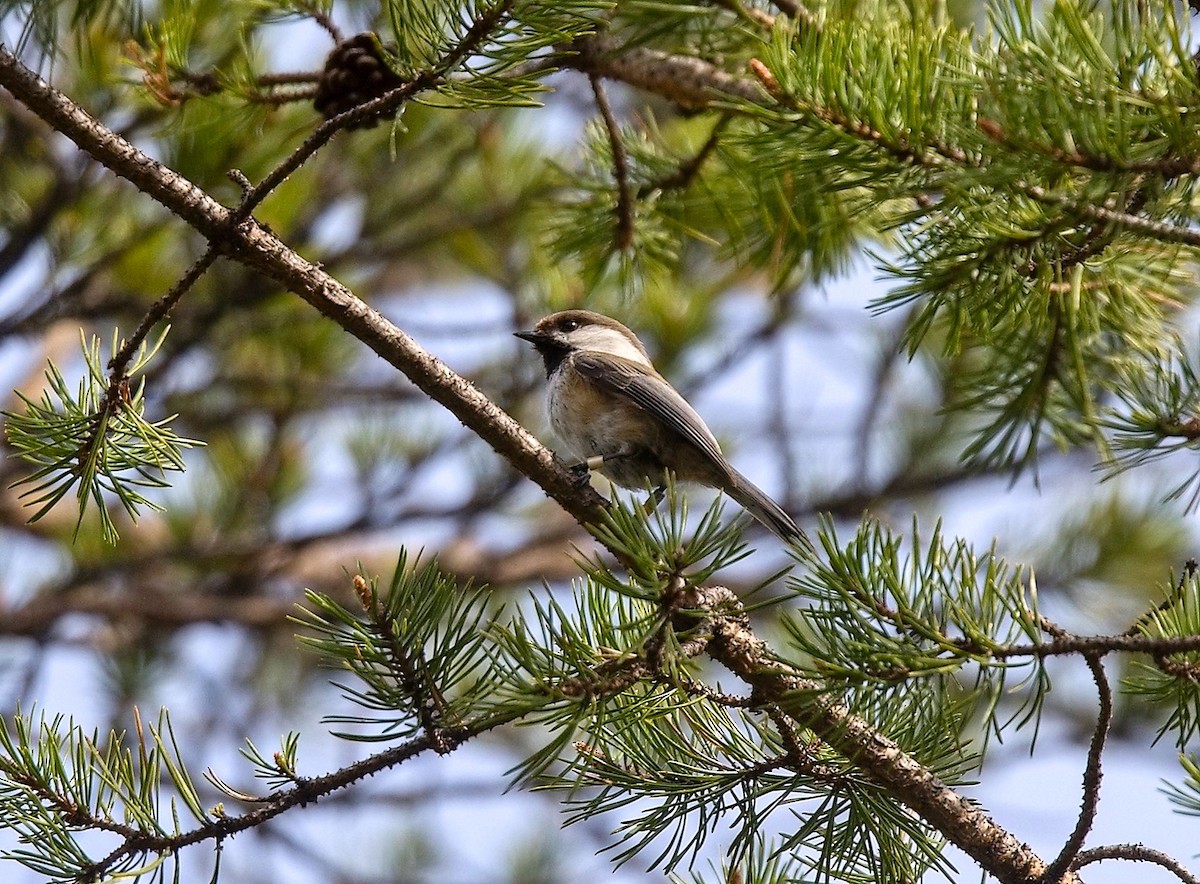 Gray-headed Chickadee - ML644760913