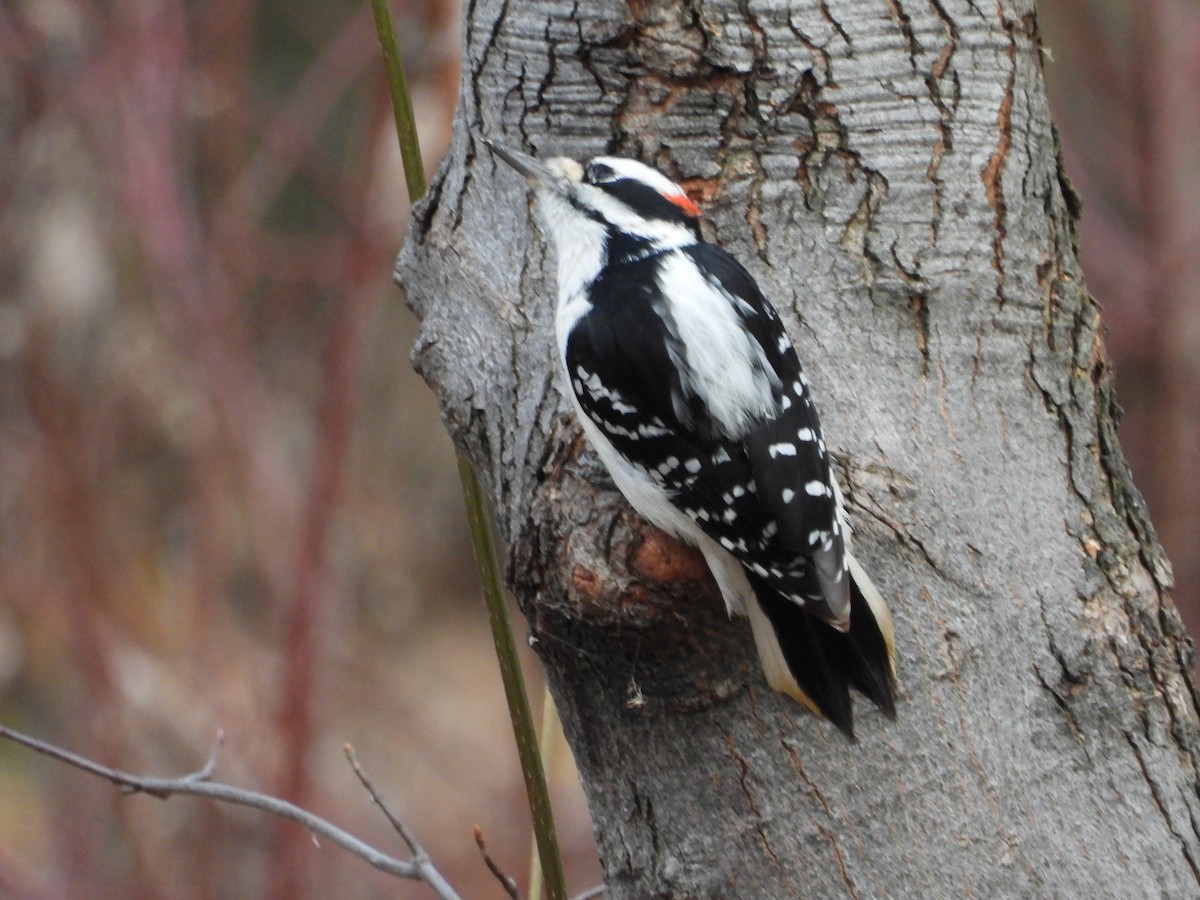 Hairy Woodpecker - ML644760935